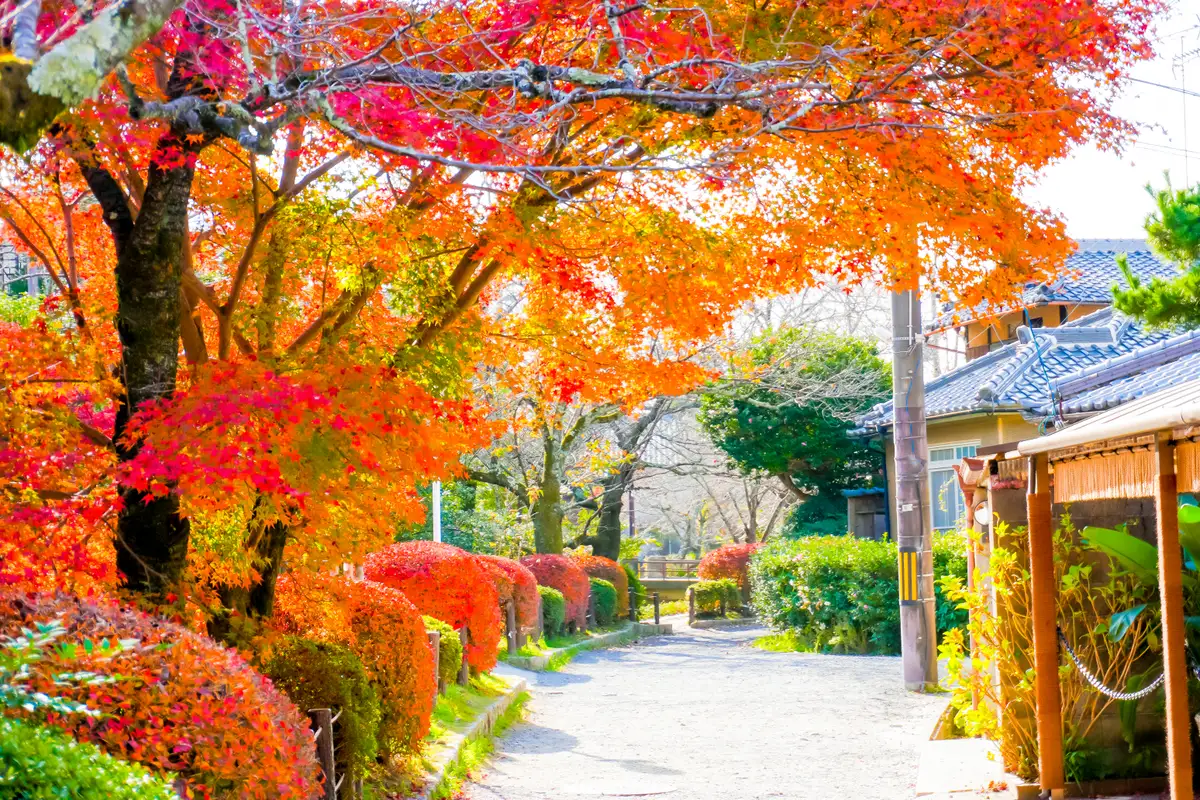紅葉の参道を歩く道