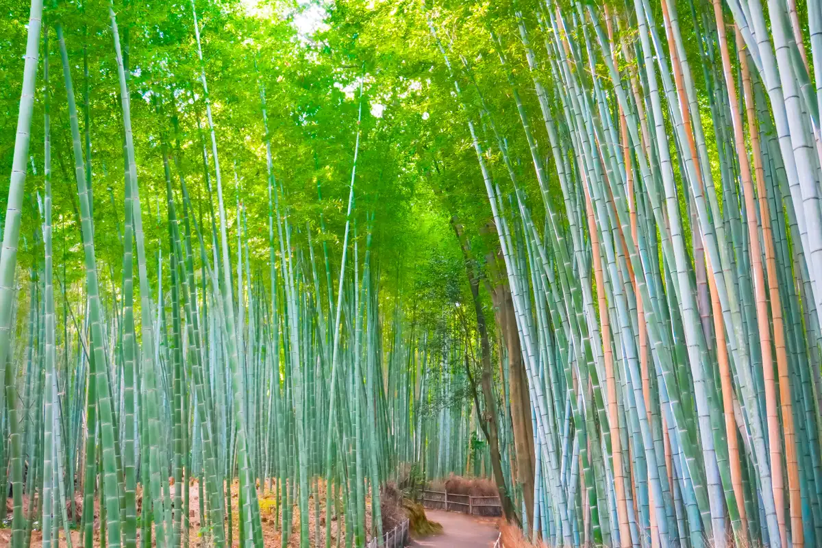 嵐山の竹林の小径